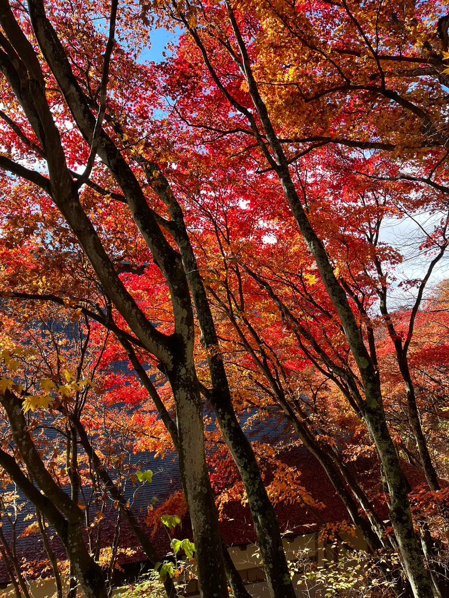 信州の自然を紹介 紅葉狩り🍁
