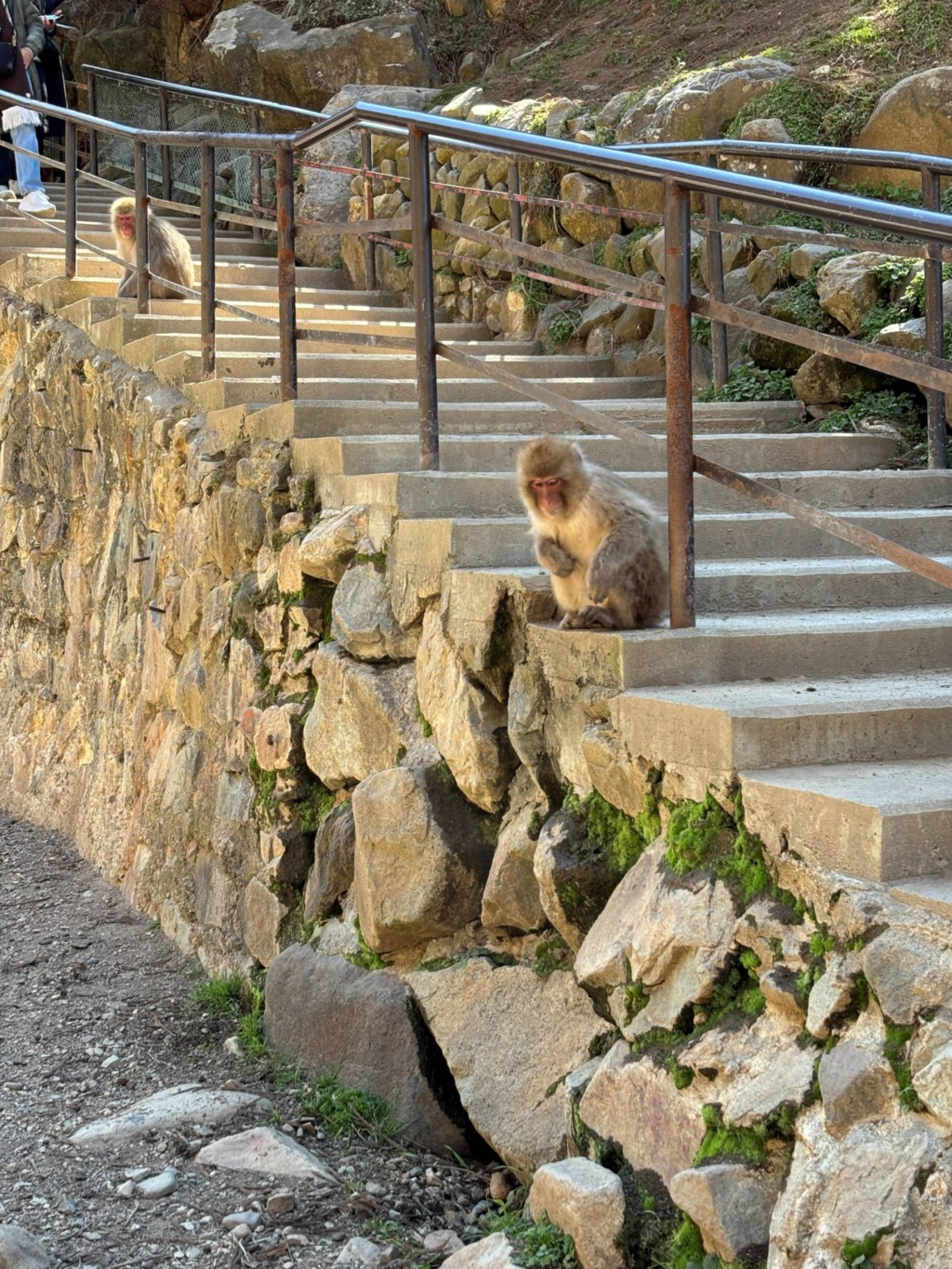 【須坂市】お披露目会開催いたします🐒
