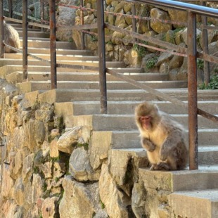【須坂市】お披露目会開催いたします🐒